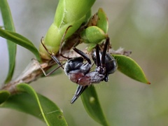 Myrmophyma