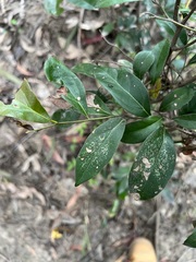 Cryptocarya triplinervis