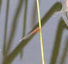 Xanthagrion erythroneurum