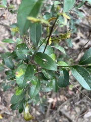 Cryptocarya triplinervis