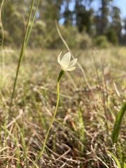 Thelymitra flexuosa