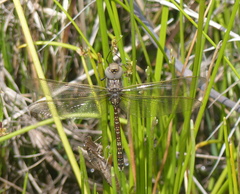 Adversaeschna brevistyla