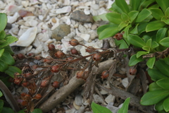 Lysimachia mauritiana