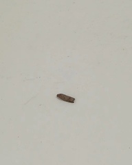 Lepidoptera