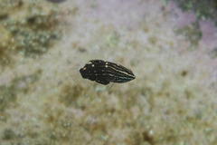 Halichoeres marginatus