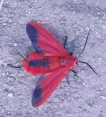 Phauda flammans