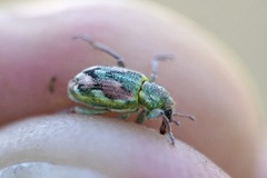 Coniatus tamarisci
