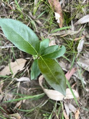 Cryptocarya triplinervis