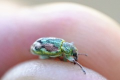 Coniatus tamarisci