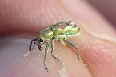 Coniatus tamarisci