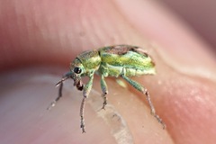 Coniatus tamarisci