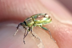 Coniatus tamarisci