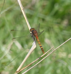 Diplacodes melanopsis
