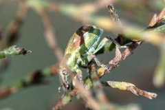 Coniatus tamarisci