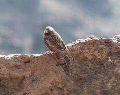 Leucosticte atrata