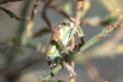 Coniatus tamarisci