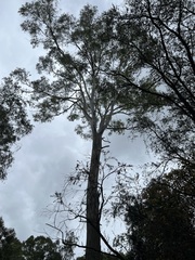 Eucalyptus tereticornis