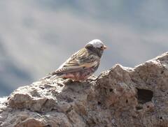 Leucosticte atrata