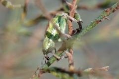 Coniatus tamarisci