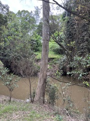 Eucalyptus tereticornis