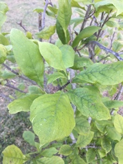 Magnolia liliiflora