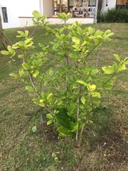 Magnolia liliiflora