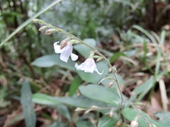 Codonacanthus pauciflorus