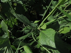 Raphanus sativus