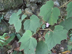 Begonia palmata