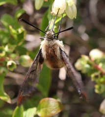 Hemaris