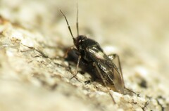 Spanagonicus albofasciatus