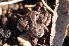Xysticus cristatus