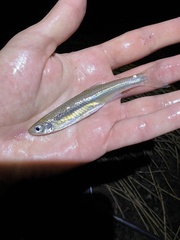 Notropis atherinoides
