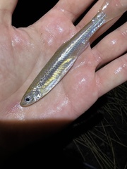 Notropis atherinoides