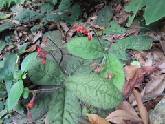 Ardisia primulifolia