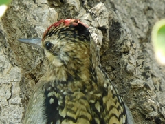 Sphyrapicus varius