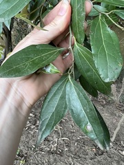 Cryptocarya triplinervis