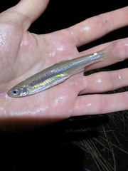 Notropis atherinoides