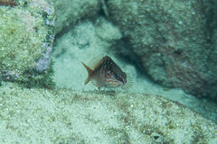 Hypoplectrodes maccullochi