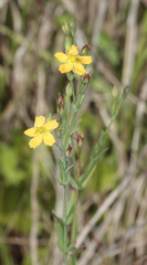Hypericum gramineum
