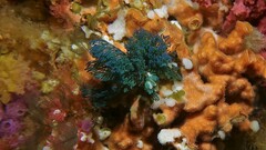 Virididentula dentata