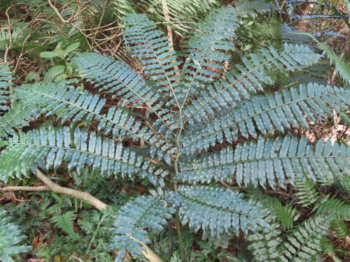 Angiopteris fokiensis