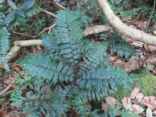 Angiopteris fokiensis, photograph 1