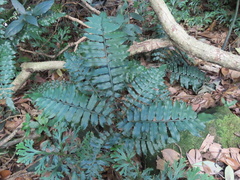 Angiopteris fokiensis