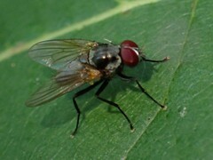 Anthomyiidae