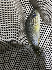 Lepomis gulosus