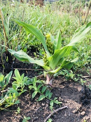 Hypoxis colchicifolia