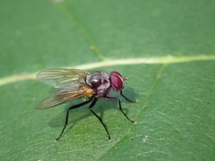 Anthomyiidae