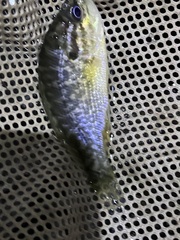 Lepomis gulosus