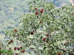 Sloanea sinensis